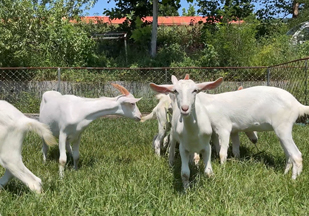 精选莎能奶山羊